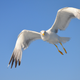 A yellow-legged gull in Italy.